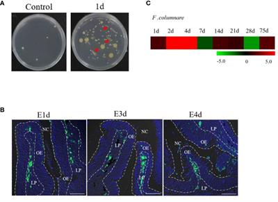 IgT Plays a Predominant Role in the Antibacterial Immunity of Rainbow Trout Olfactory Organs